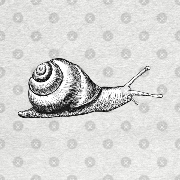 Hand drawn Snail using pen and ink by jitkaegressy